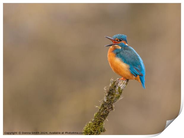 Kingfisher Print by Donna Smith