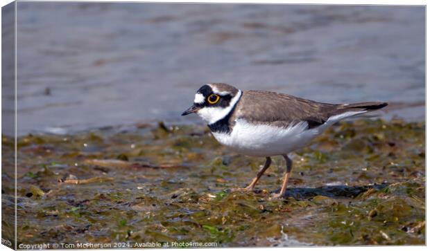 Little Ringed Plover  Canvas Print by Tom McPherson