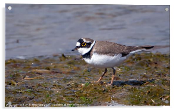 Little Ringed Plover  Acrylic by Tom McPherson