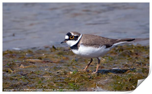 Little Ringed Plover  Print by Tom McPherson