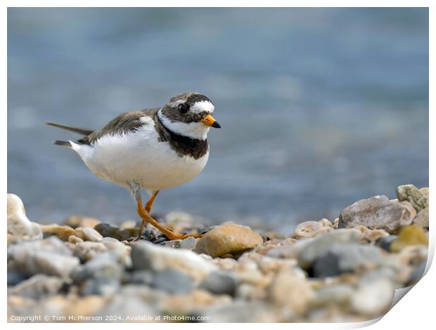Little Ringed Plover  Print by Tom McPherson