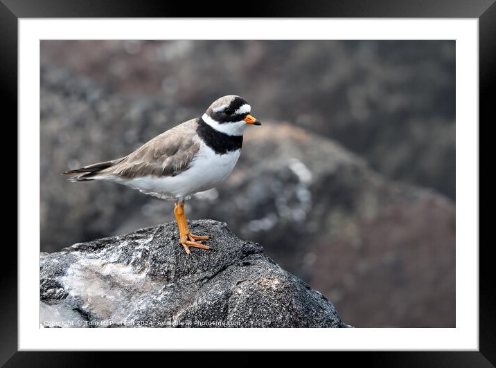 Ringed Plover  Framed Mounted Print by Tom McPherson
