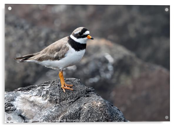 Ringed Plover  Acrylic by Tom McPherson