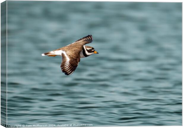Ringed Plover  Canvas Print by Tom McPherson