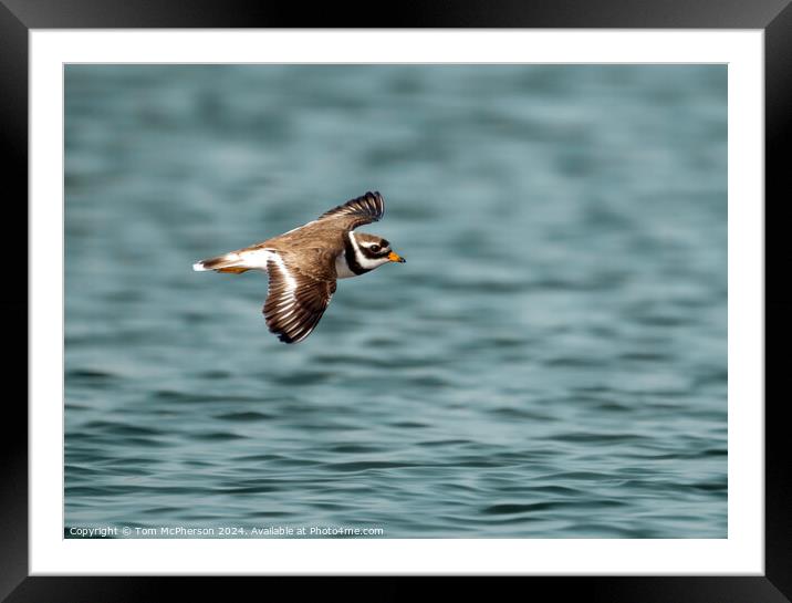 Ringed Plover  Framed Mounted Print by Tom McPherson