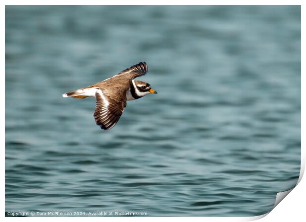 Ringed Plover  Print by Tom McPherson