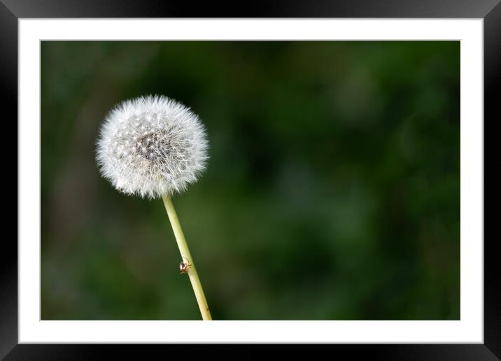 Dandelion Seed Head on a dark green background Framed Mounted Print by Dave Collins