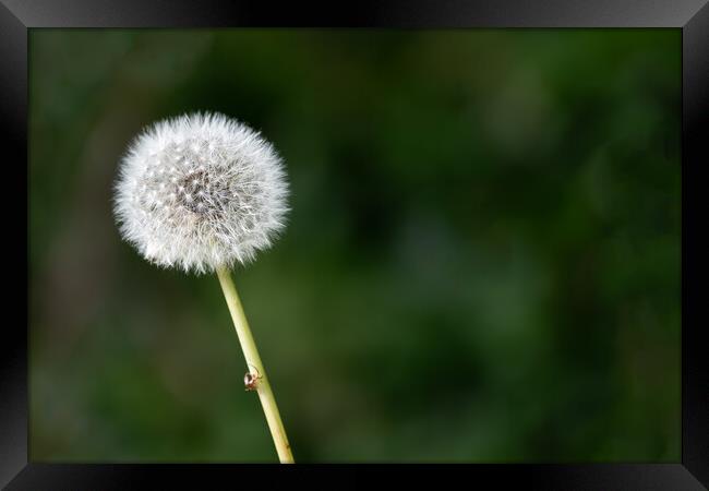Dandelion Seed Head on a dark green background Framed Print by Dave Collins