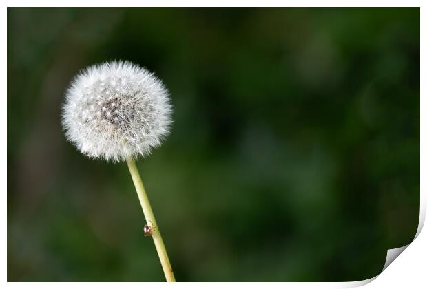 Dandelion Seed Head on a dark green background Print by Dave Collins