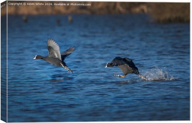 The spring Coot chase Canvas Print by Kevin White