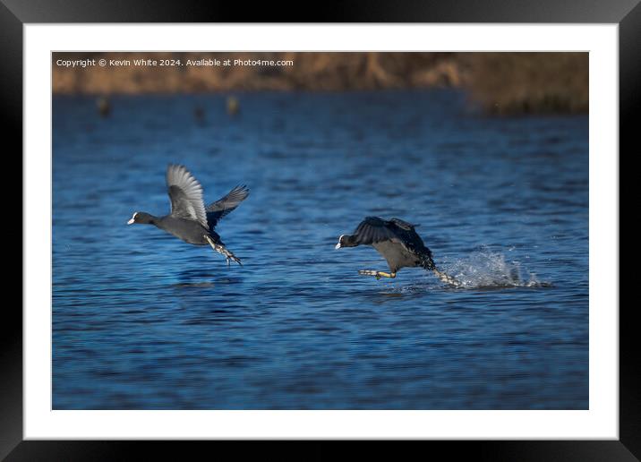 The spring Coot chase Framed Mounted Print by Kevin White