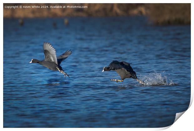 The spring Coot chase Print by Kevin White