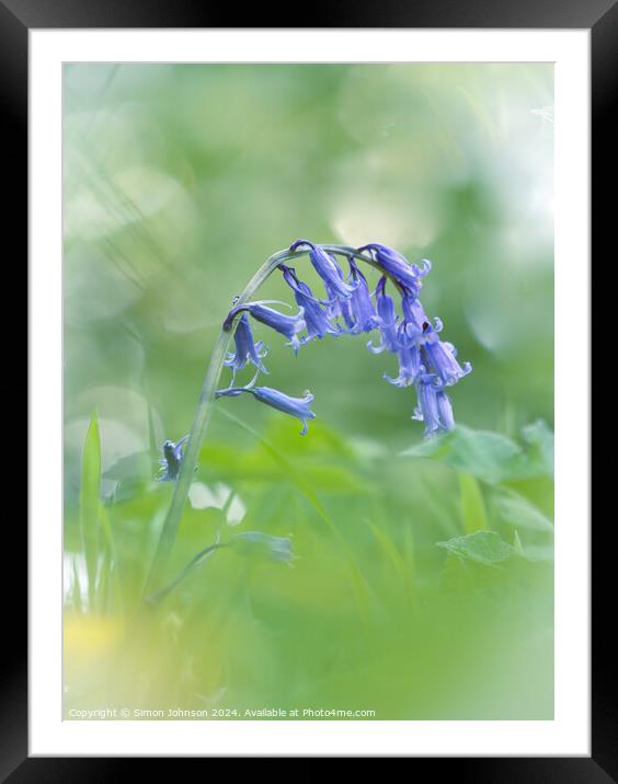 A close up of a bluebell  Framed Mounted Print by Simon Johnson