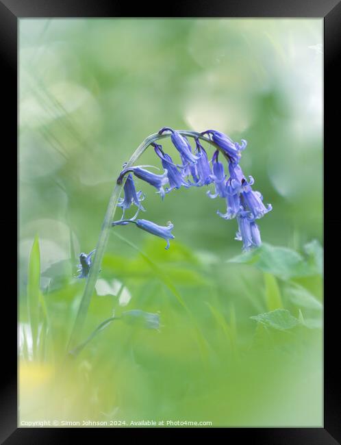 A close up of a bluebell  Framed Print by Simon Johnson