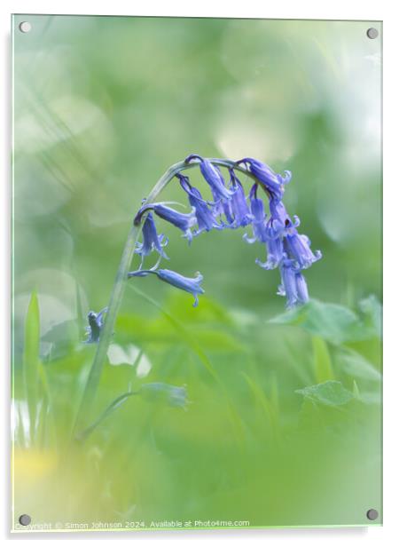 A close up of a bluebell  Acrylic by Simon Johnson