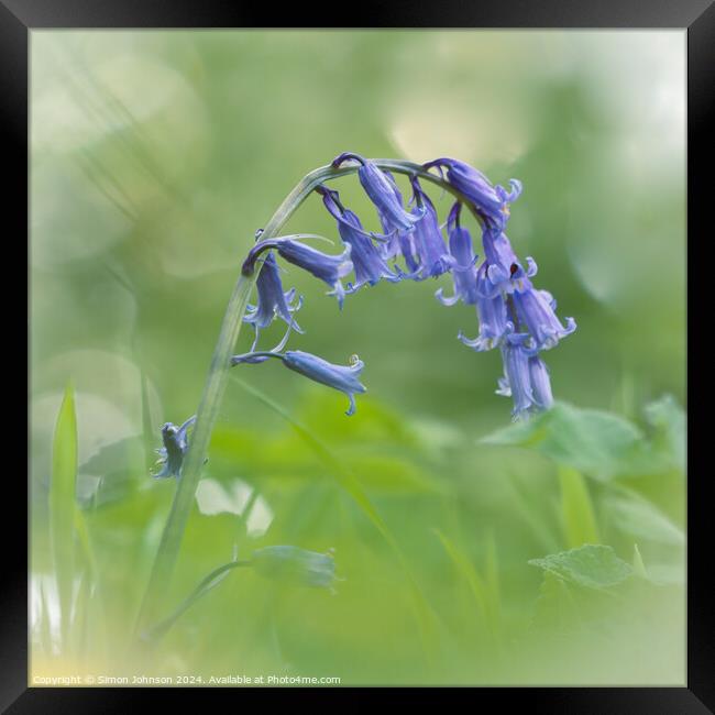 A close up of a bluebell flower  Framed Print by Simon Johnson