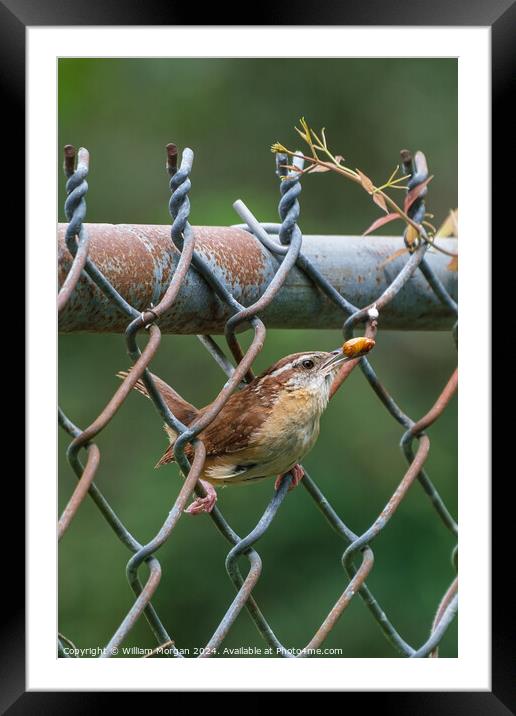 Carolina Wren on a Fence with Food Framed Mounted Print by William Morgan