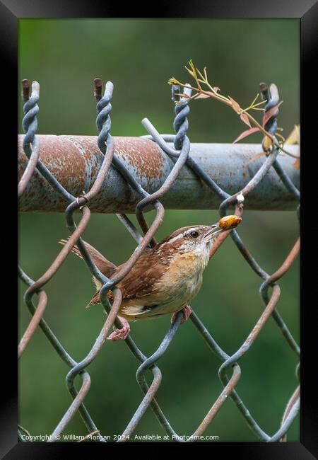 Carolina Wren on a Fence with Food Framed Print by William Morgan
