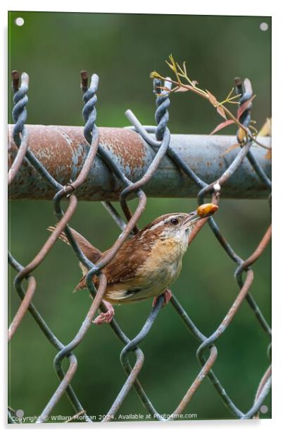 Carolina Wren on a Fence with Food Acrylic by William Morgan