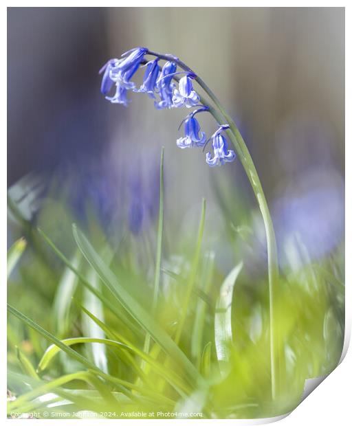 A close up of a bluebell flower Print by Simon Johnson