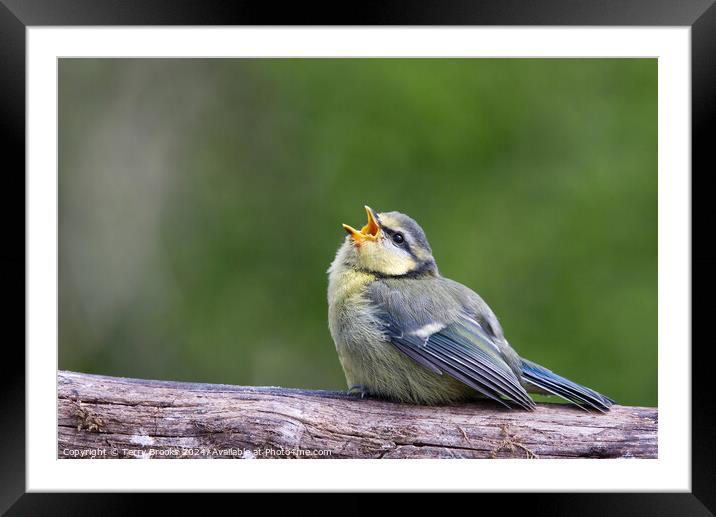 Baby Blue Tit Begging for Food Framed Mounted Print by Terry Brooks