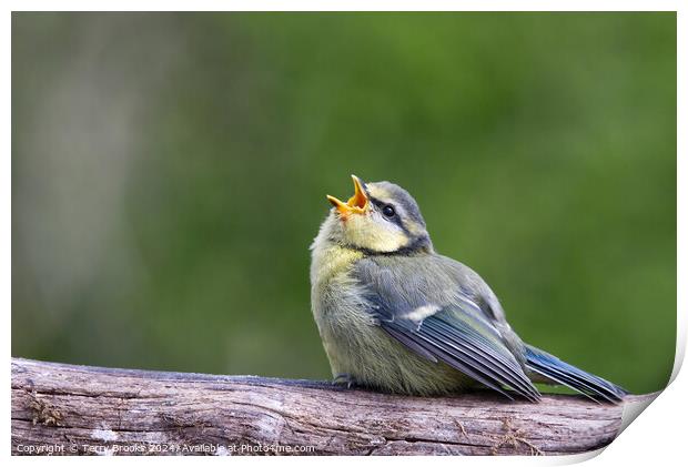 Baby Blue Tit Begging for Food Print by Terry Brooks