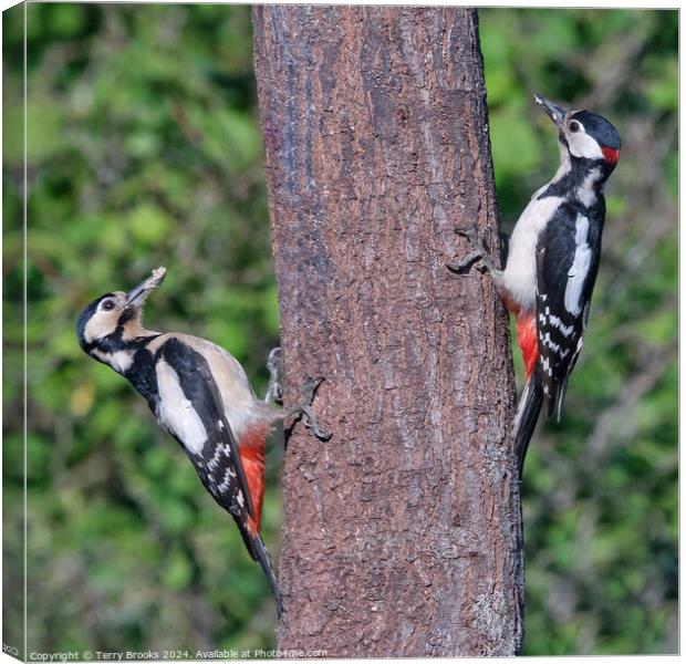 Great Spotted Woodpeckers Pair Canvas Print by Terry Brooks