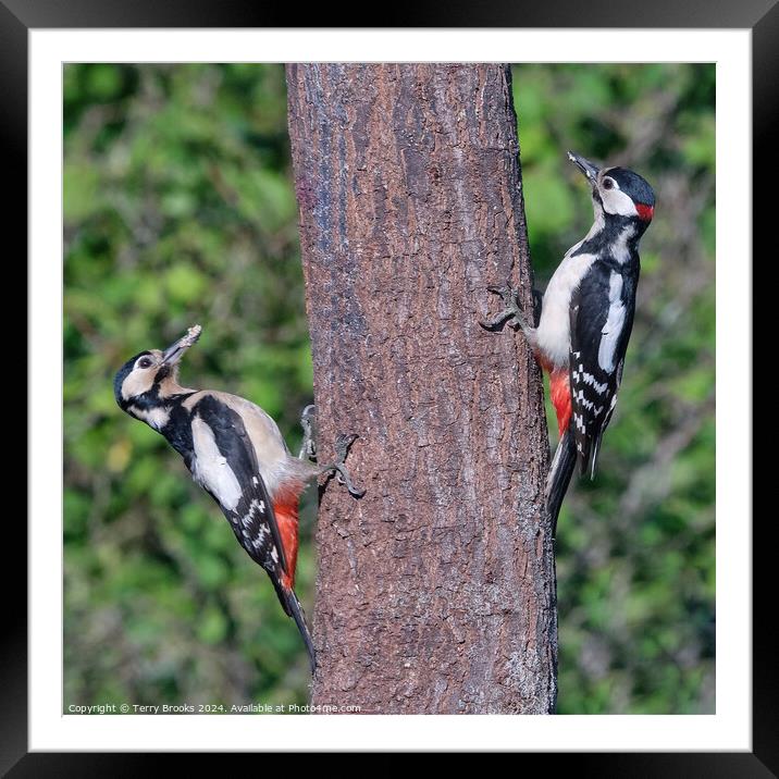Great Spotted Woodpeckers Pair Framed Mounted Print by Terry Brooks