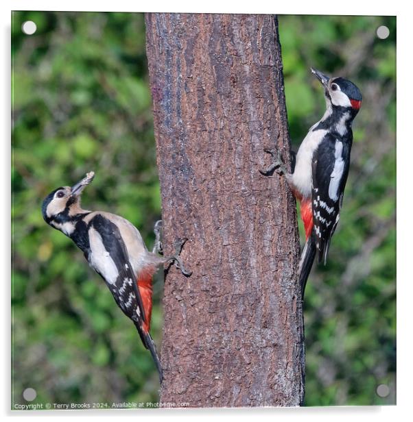 Great Spotted Woodpeckers Pair Acrylic by Terry Brooks
