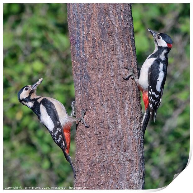 Great Spotted Woodpeckers Pair Print by Terry Brooks
