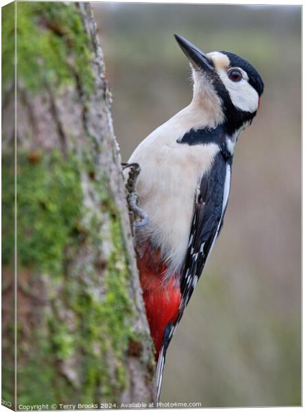 Male Great Spotted Woodpecker Canvas Print by Terry Brooks