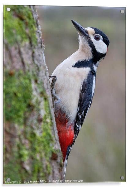 Male Great Spotted Woodpecker Acrylic by Terry Brooks