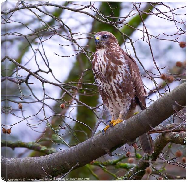 Common Buzzard Buteo buteo in a Tree Canvas Print by Terry Brooks