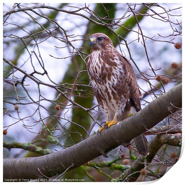 Common Buzzard Buteo buteo in a Tree Print by Terry Brooks