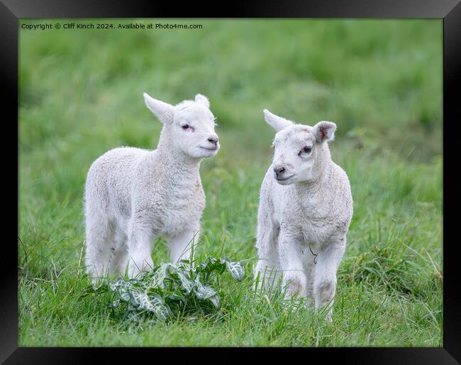 Spring lambs Framed Print by Cliff Kinch