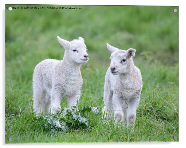 Spring lambs Acrylic by Cliff Kinch