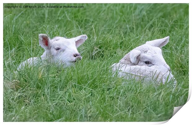 Spring lambs Print by Cliff Kinch