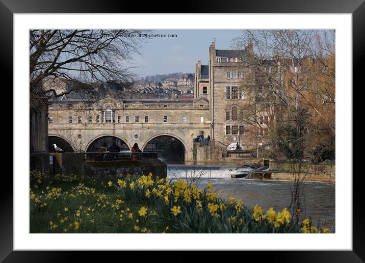 Spring Daffodil's in Parade Gardens Bath  Framed Mounted Print by Duncan Savidge