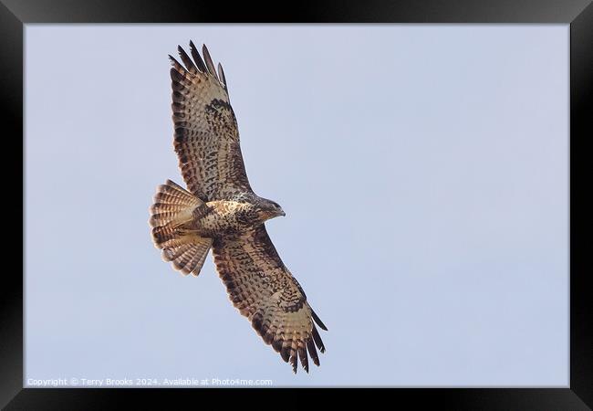 Common Buzzard in Flight Framed Print by Terry Brooks