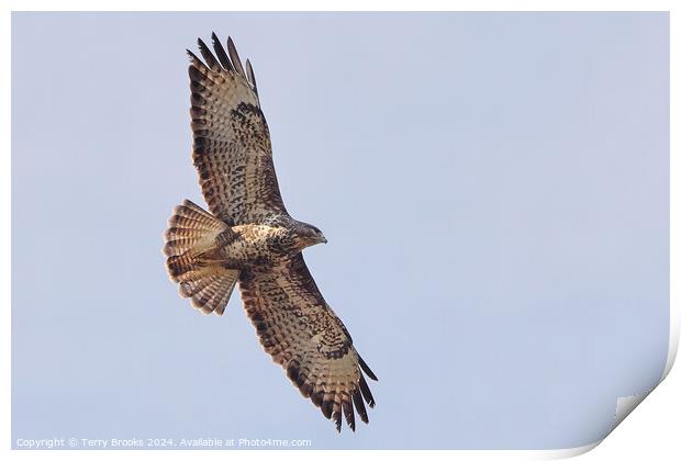 Common Buzzard in Flight Print by Terry Brooks