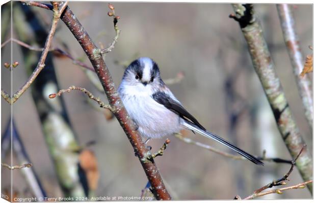 Long Tailed Tit Perched in a Tree Canvas Print by Terry Brooks