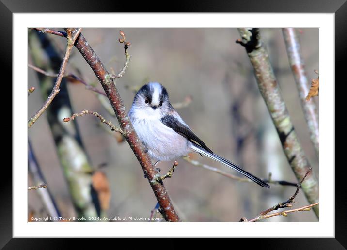 Long Tailed Tit Perched in a Tree Framed Mounted Print by Terry Brooks