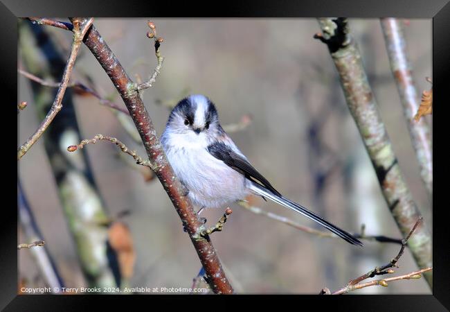 Long Tailed Tit Perched in a Tree Framed Print by Terry Brooks