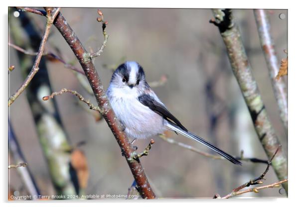 Long Tailed Tit Perched in a Tree Acrylic by Terry Brooks
