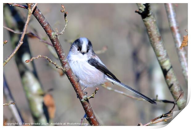 Long Tailed Tit Perched in a Tree Print by Terry Brooks