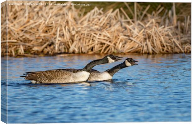Pair of geese warning off rivals Canvas Print by Kevin White