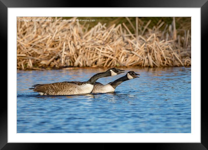 Pair of geese warning off rivals Framed Mounted Print by Kevin White