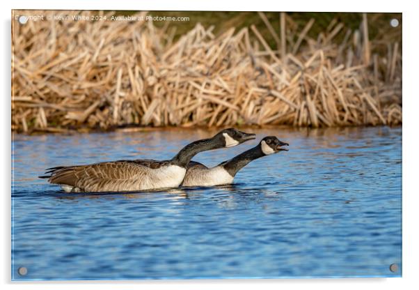 Pair of geese warning off rivals Acrylic by Kevin White