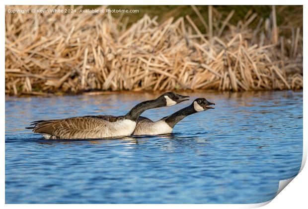 Pair of geese warning off rivals Print by Kevin White
