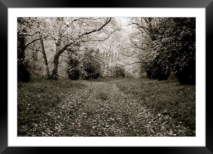The Leafy Trail into the Wilderness Framed Mounted Print by Laura Kelly
